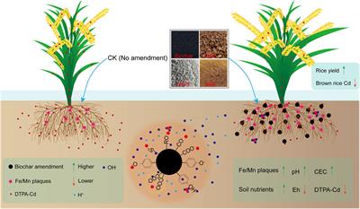 A biochar-based amendment improved cadmium (Cd) immobilization, reduced its bioaccumulation, and increased rice yield